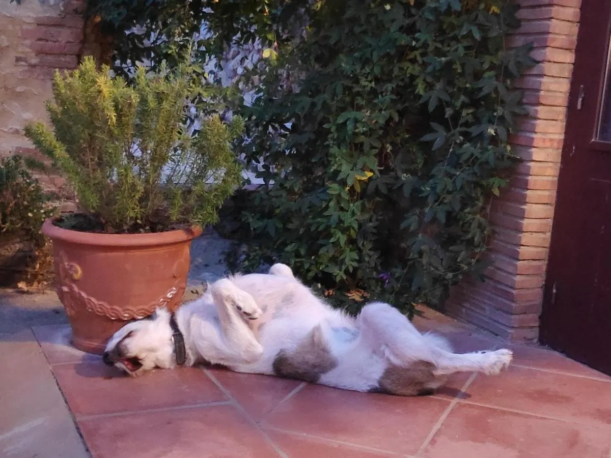 Oda ve Kahvaltı Mas Del Llop Blanc - Dog Friendly Hostal Rural - B&B Sobrestany