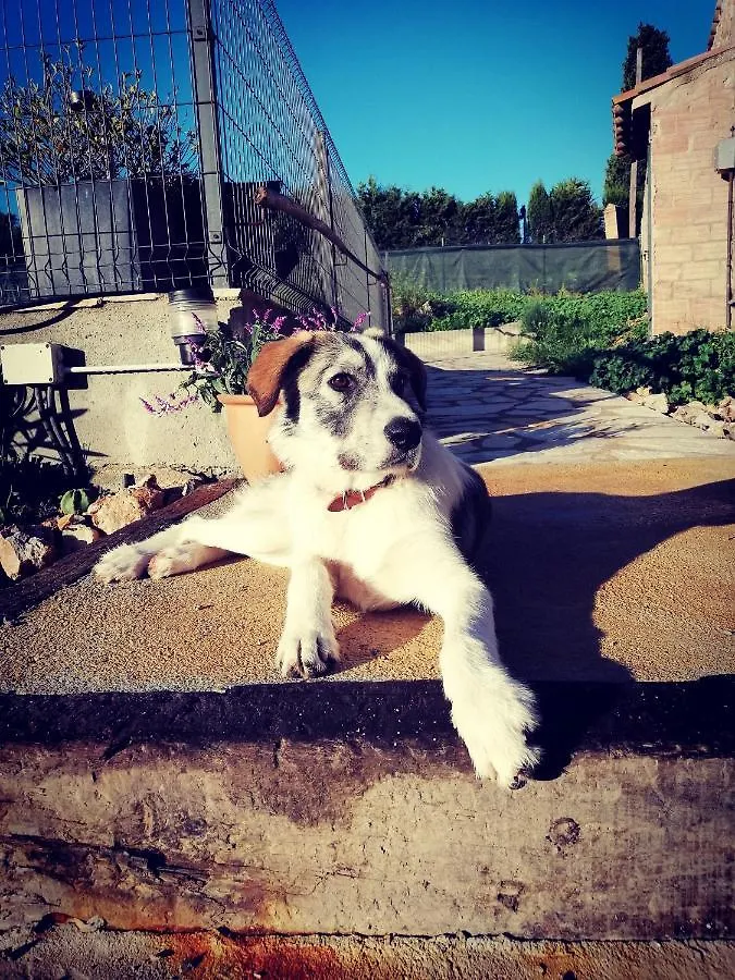 Mas Del Llop Blanc - Dog Friendly Hostal Rural - B&B Sobrestany