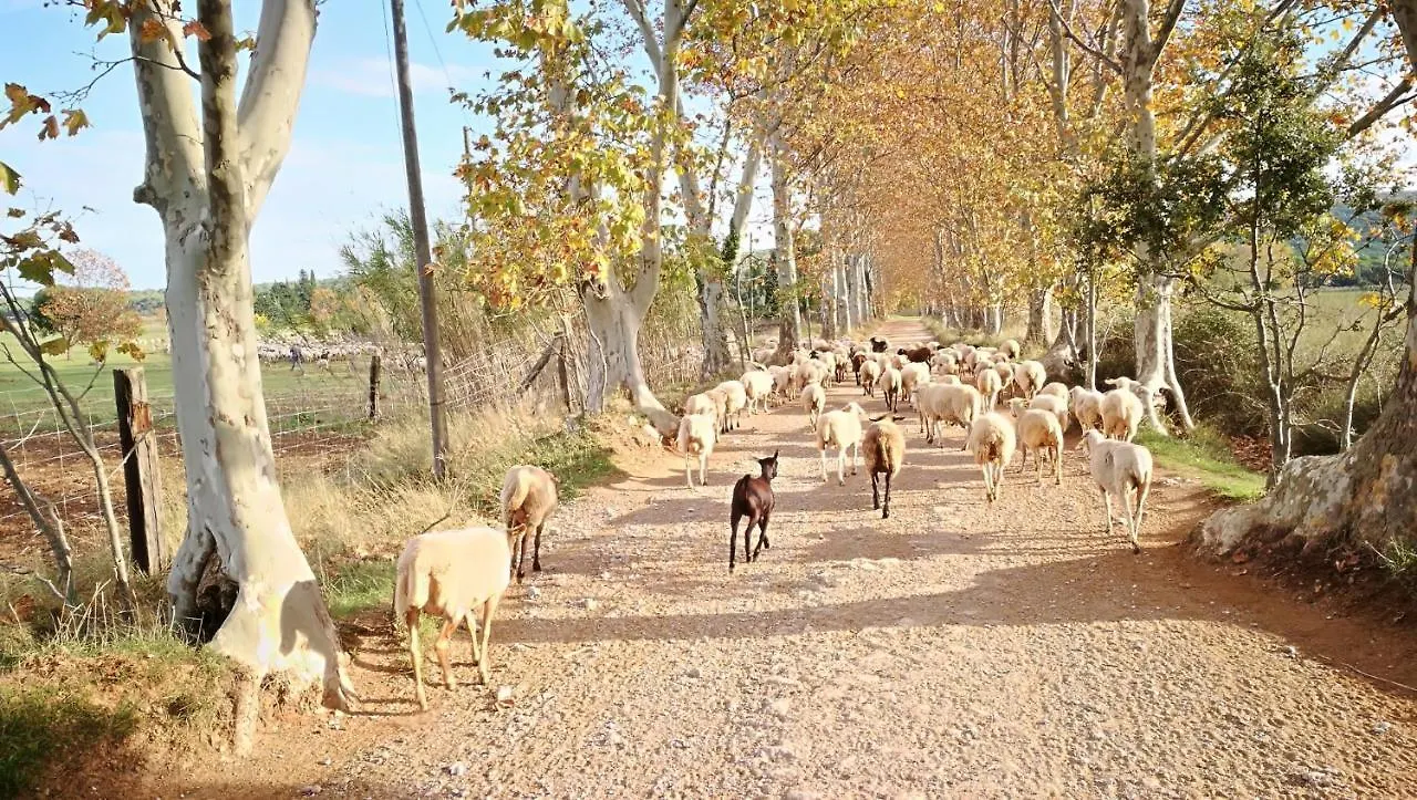 Mas Del Llop Blanc - Dog Friendly Hostal Rural - B&B Sobrestany 3*,