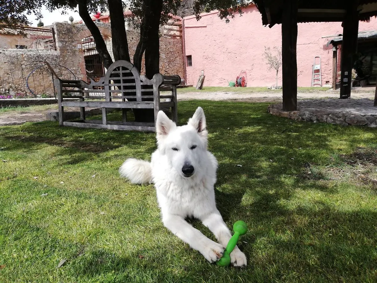 Bed & Breakfast Mas Del Llop Blanc - Dog Friendly Hostal Rural - B&B Sobrestany